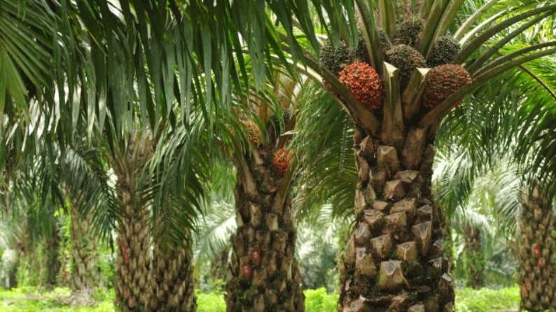 Metal detector untuk kelapa sawit - PT. Masusskita United
